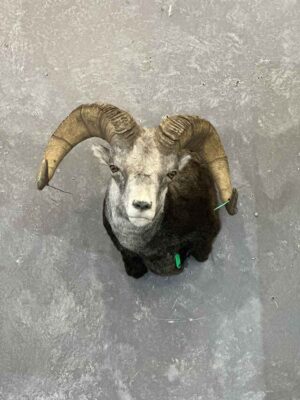 wild-sheep-shoulder-mount-taxidermy-british-columbia