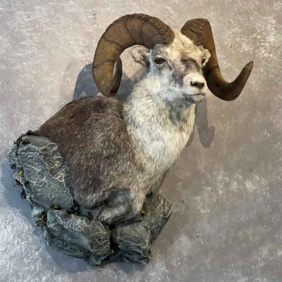 wild-sheep-shoulder-mount-taxidermy-british-columbia