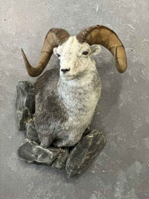 wild-sheep-shoulder-mount-taxidermy-british-columbia