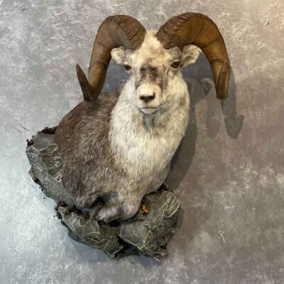 wild-sheep-shoulder-mount-taxidermy-british-columbia