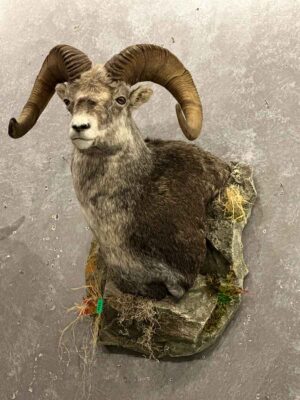 wild-sheep-shoulder-mount-taxidermy-british-columbia