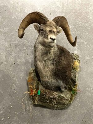 wild-sheep-shoulder-mount-taxidermy-british-columbia