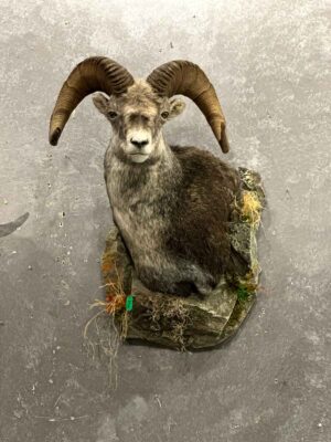 wild-sheep-shoulder-mount-taxidermy-british-columbia