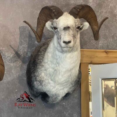 wild-sheep-shoulder-mount-taxidermy-british-columbia