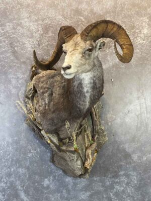 wild-sheep-shoulder-mount-taxidermy-british-columbia