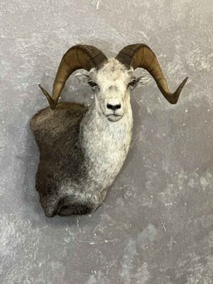 wild-sheep-shoulder-mount-taxidermy-british-columbia