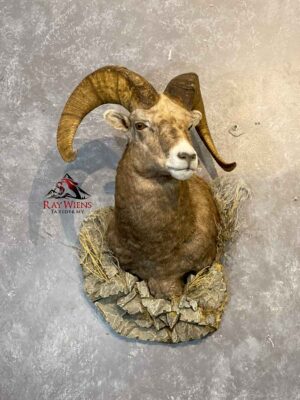 wild-sheep-shoulder-mount-taxidermy-british-columbia