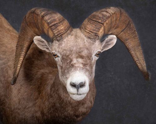 wild-sheep-shoulder-mount-taxidermy-british-columbia