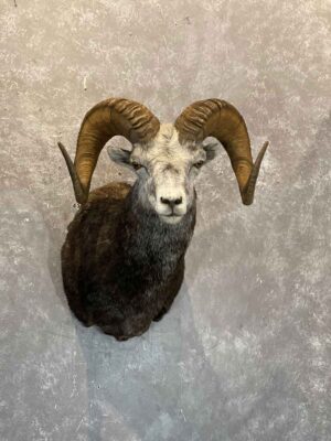 wild-sheep-shoulder-mount-taxidermy-british-columbia