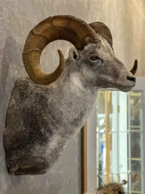 wild-sheep-shoulder-mount-taxidermy-british-columbia