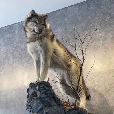 wolf-lifesize-mount-taxidermy-british-columbia