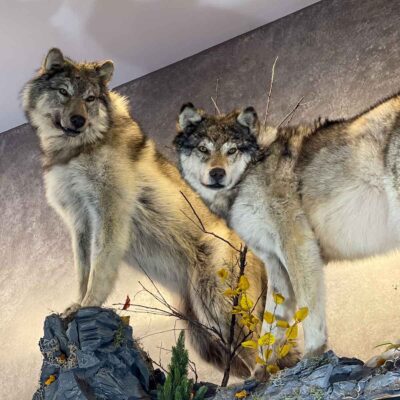 wolf-lifesize-mount-taxidermy-british-columbia