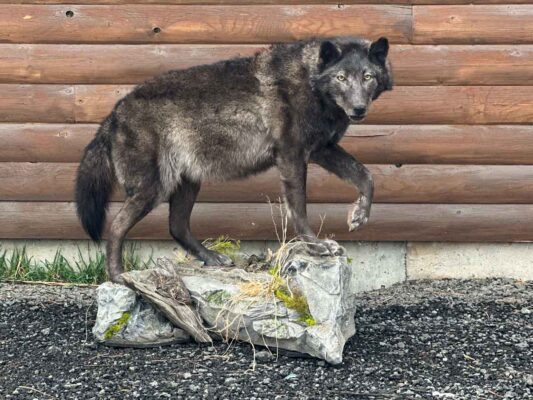 wolf-lifesize-mount-taxidermy-british-columbia