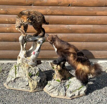 wolverine-bobcat-standoff-lifesize-mount-ray-wiens-taxidermy-bc