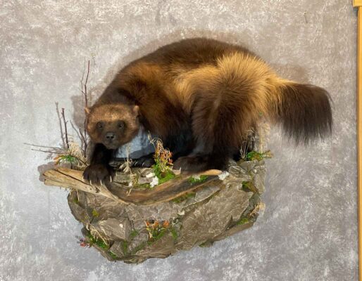 wolverine-lifesize-taxidermy-british-columbia